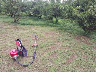 채정식님의 8월 내 작물 자랑하기 · 참여글 작성글 사진