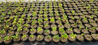 고동옥님의 두릅 · 영농일지 작성글 사진