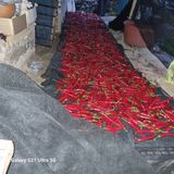 팜모닝 8월 내 작물 자랑하기·참여글 게시글 이미지