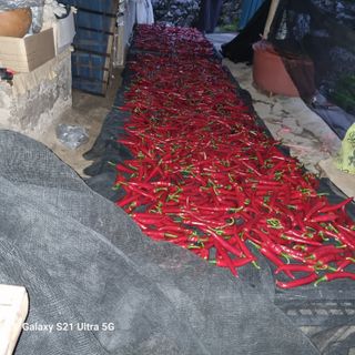 가야산자락한수덕님의 8월 내 작물 자랑하기 · 참여글 작성글 사진