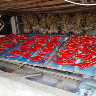 가야산자락한수덕님의 8월 내 작물 자랑하기 · 참여글 작성글 사진