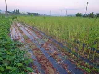 엄기덕님의 8월 내 작물 자랑하기 · 참여글 작성글 사진