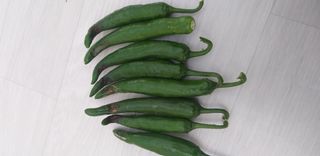 원수길님의 고추 · 병해충상담 작성글 사진