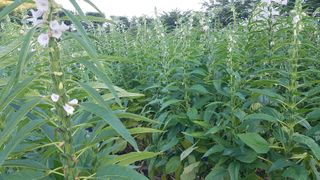 김광수님의 참깨 · 자유게시판 작성글 사진