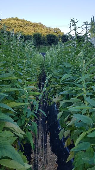 김광수님의 참깨 · 자유게시판 작성글 사진