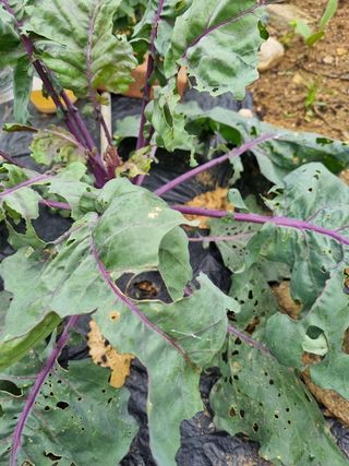 김사문님의 배추 · 병해충상담 작성글 사진