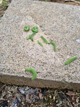 팜모닝 배추·병해충상담 게시글 이미지