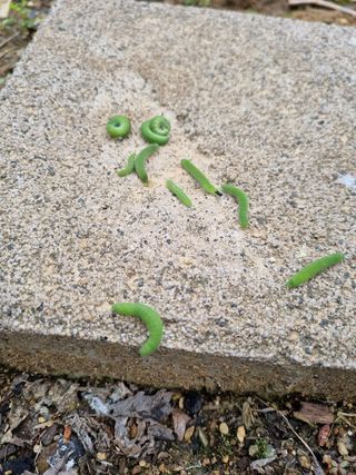 김사문님의 배추 · 병해충상담 작성글 사진