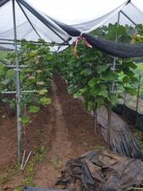 팜모닝 8월 내 작물 자랑하기·참여글 게시글 이미지