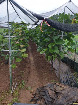 은우농장님의 8월 내 작물 자랑하기 · 참여글 작성글 사진