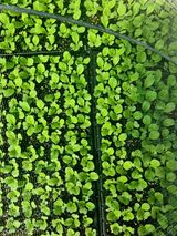 팜모닝 배추·파종•정식 게시글 이미지