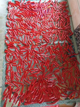 jjang님의 8월 내 작물 자랑하기 · 참여글 작성글 사진