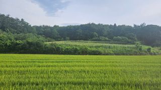 안나농부님의 벼 · 자유게시판 작성글 사진