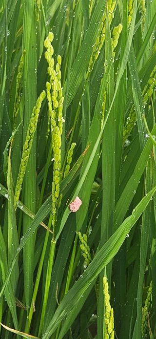 안나농부님의 벼 · 자유게시판 작성글 사진