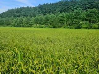 안나농부님의 벼 · 자유게시판 작성글 사진