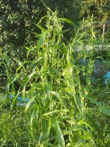 팜모닝 8월 내 작물 자랑하기·참여글 게시글 이미지