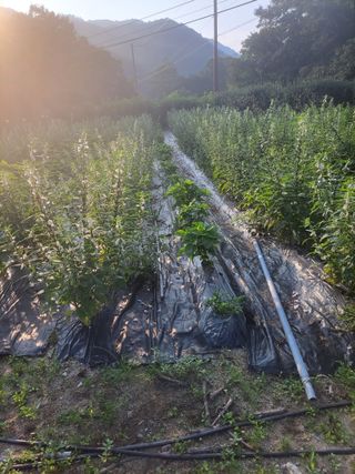 김흥중님의 8월 내 작물 자랑하기 · 참여글 작성글 사진