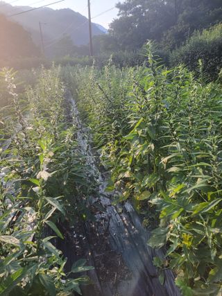 김흥중님의 8월 내 작물 자랑하기 · 참여글 작성글 사진