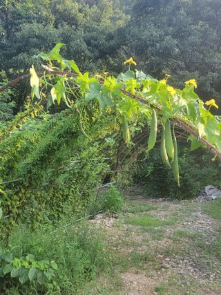 김흥중님의 8월 내 작물 자랑하기 · 참여글 작성글 사진