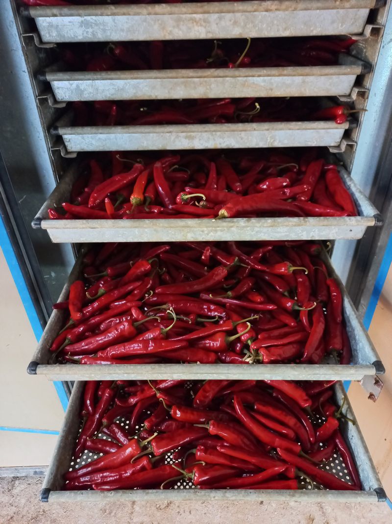 박린님의 장터 판매 상품 [건고추 600g] 첨부 사진