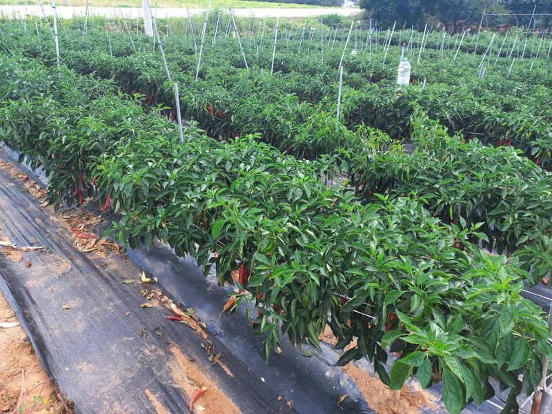 박린님의 장터 판매 상품 [건고추 600g] 첨부 사진