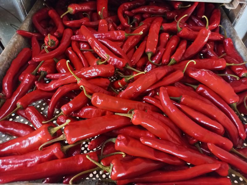 박린님의 장터 판매 상품 [건고추 600g] 첨부 사진