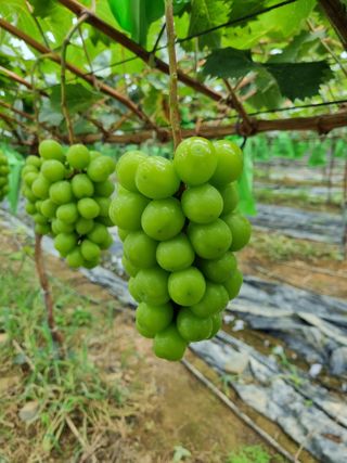 꿈꾸는 농부님의 8월 내 작물 자랑하기 · 참여글 작성글 사진