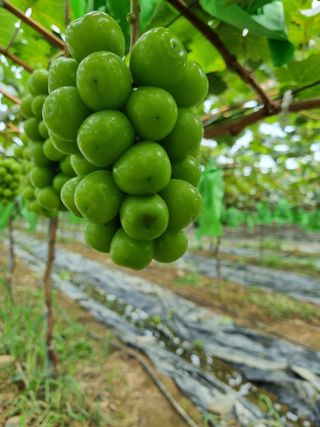 꿈꾸는 농부님의 8월 내 작물 자랑하기 · 참여글 작성글 사진