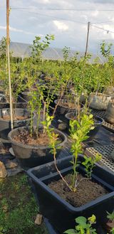 팜모닝 8월 내 작물 자랑하기·참여글 게시글 이미지