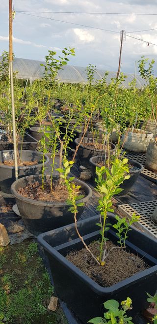 비타민님의 8월 내 작물 자랑하기 · 참여글 작성글 사진