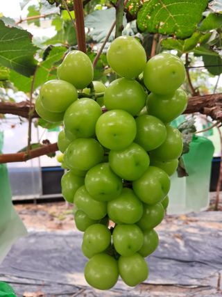 상주 한진학(달빛포님의 8월 내 작물 자랑하기 · 참여글 작성글 사진