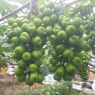 상주 한진학(달빛포님의 8월 내 작물 자랑하기 · 참여글 작성글 사진