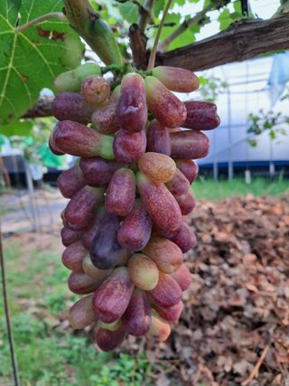 상주 한진학(달빛포님의 8월 내 작물 자랑하기 · 참여글 작성글 사진