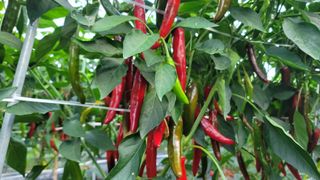 고추 조의현님의 고추 · 비료•농약 작성글 사진