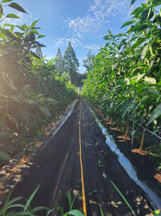 고추 조의현님의 고추 · 비료•농약 작성글 사진