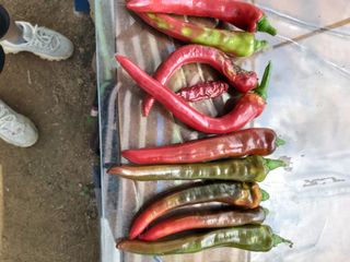 대박🙂🙏님의 고추 · 비료•농약 작성글 사진