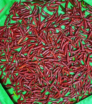 강신근님의 고추 · 수확 작성글 사진