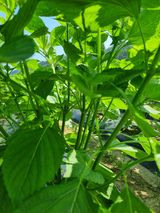 팜모닝 들깨·자유게시판 게시글 이미지