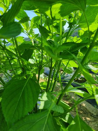 전성환님의 들깨 · 자유게시판 작성글 사진