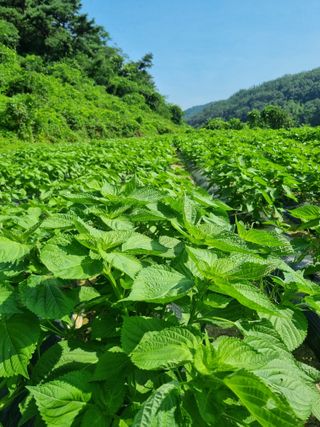 전성환님의 들깨 · 자유게시판 작성글 사진