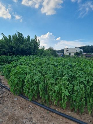 전성환님의 들깨 · 자유게시판 작성글 사진