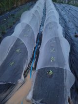 팜모닝 배추·파종•정식 게시글 이미지