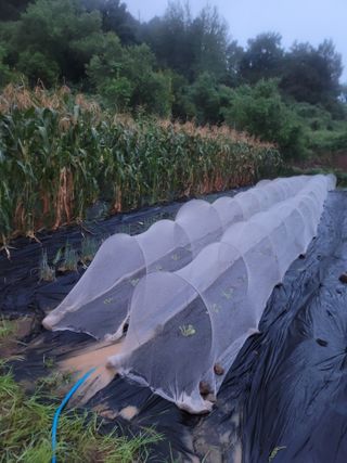 이정록님의 배추 · 파종•정식 작성글 사진