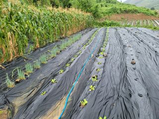 이정록님의 배추 · 파종•정식 작성글 사진