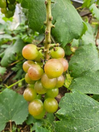 이규환/경북님의 포도 · 자유게시판 작성글 사진