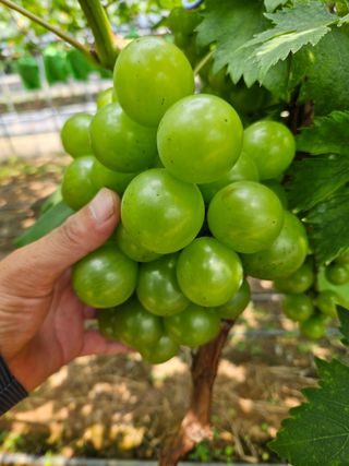 이규환/경북님의 포도 · 자유게시판 작성글 사진