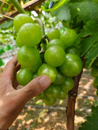 이규환/경북님의 포도 · 자유게시판 작성글 사진