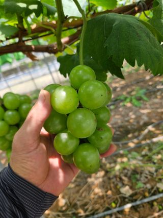 이규환/경북님의 포도 · 자유게시판 작성글 사진