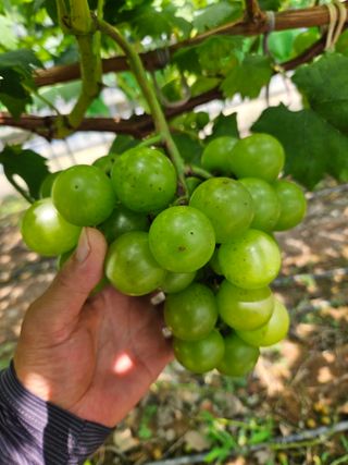 이규환/경북님의 포도 · 자유게시판 작성글 사진