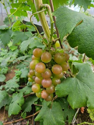 이규환/경북님의 포도 · 자유게시판 작성글 사진